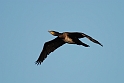 Cormorant